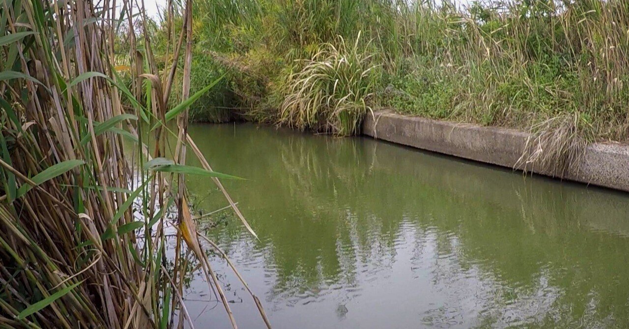 絶版☆日本タナゴ釣り紀行 2 (古里の風景と鱮を巡る平成の旅)入手困難 日本タナゴ釣り紀行 (2) | 葛島 一美, 熊谷 正裕 |本 | 通販