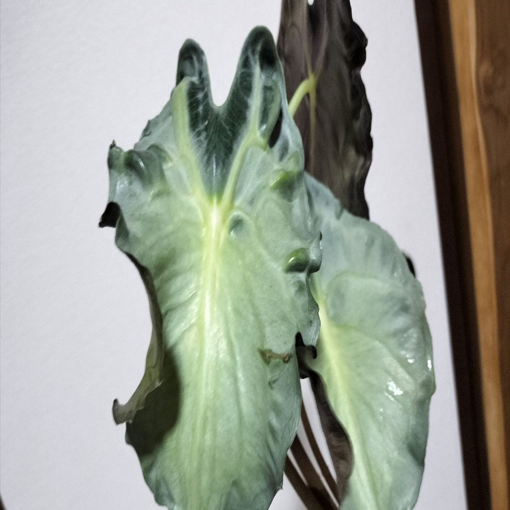 2025/10/18更新】激レアなアロカシア ヴェノム｜バニオレ植物LABO