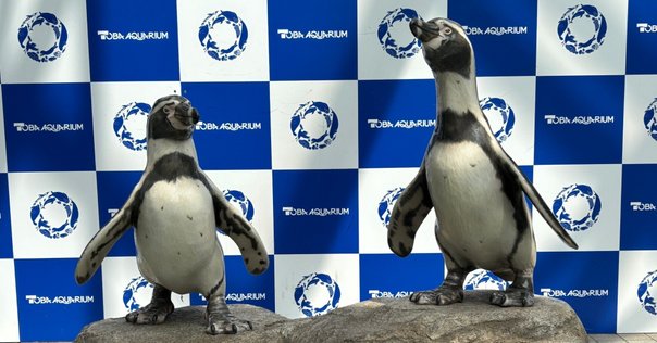 がんばっていきまっしょい　愛媛県松山市コラボ　トレカ　コースター　コンプセット がんばっていきまっしょい×松山市コラボコースターイベント