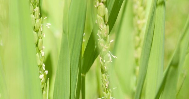 吉田栄作と森脇健児が並んでギャツビーのCMをやっているのには