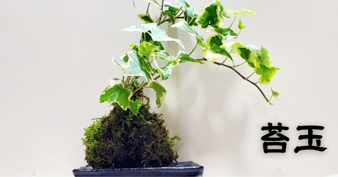 苔玉を作ったよ｜moss paradise3055（モスパラ）