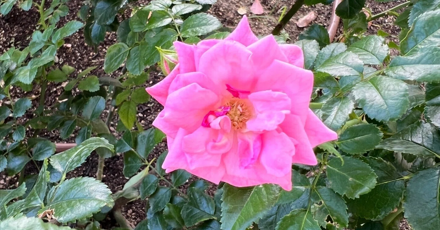 🇩🇪 Palmengarten Frankfurt 🌹 Nakanoshima Rose Garden｜ぱぽにゃん