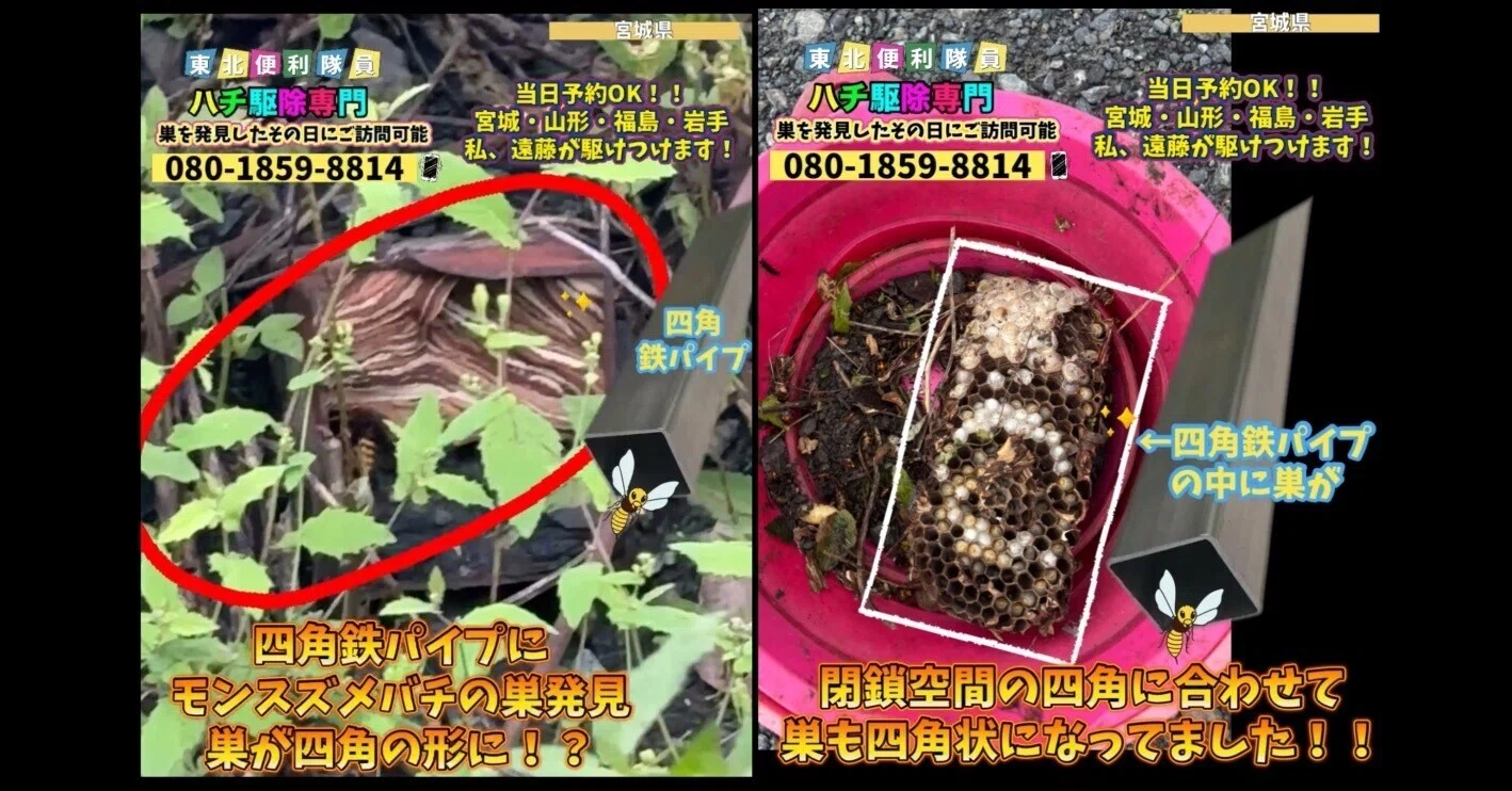 石　ツブツブ　蜂の巣 🐝◤宮城県で四角パイプの中にモンスズメバチの巣！珍しい四角い蜂の巣
