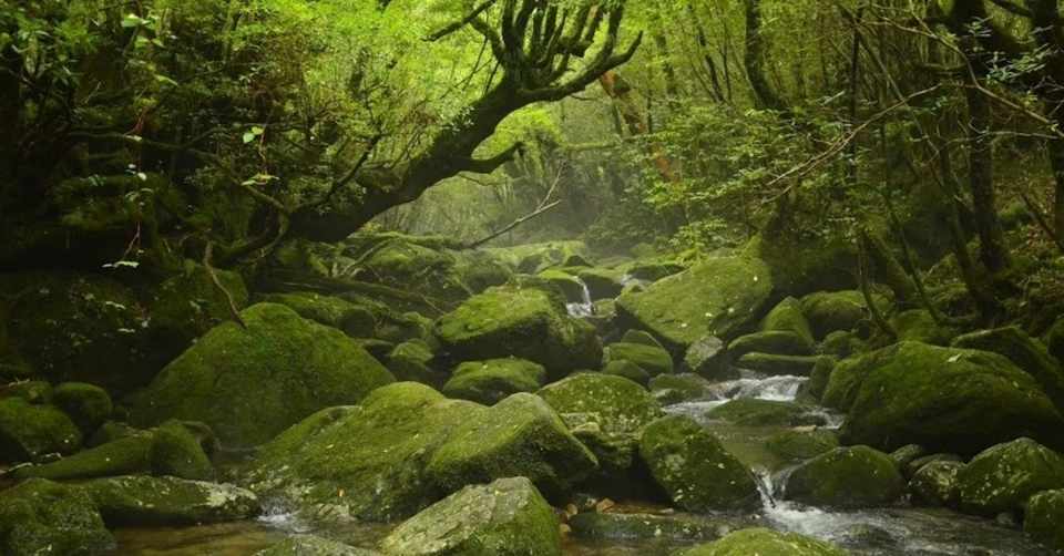 それぞれの わたしの好きな屋久島 私の好きな屋久島 Note