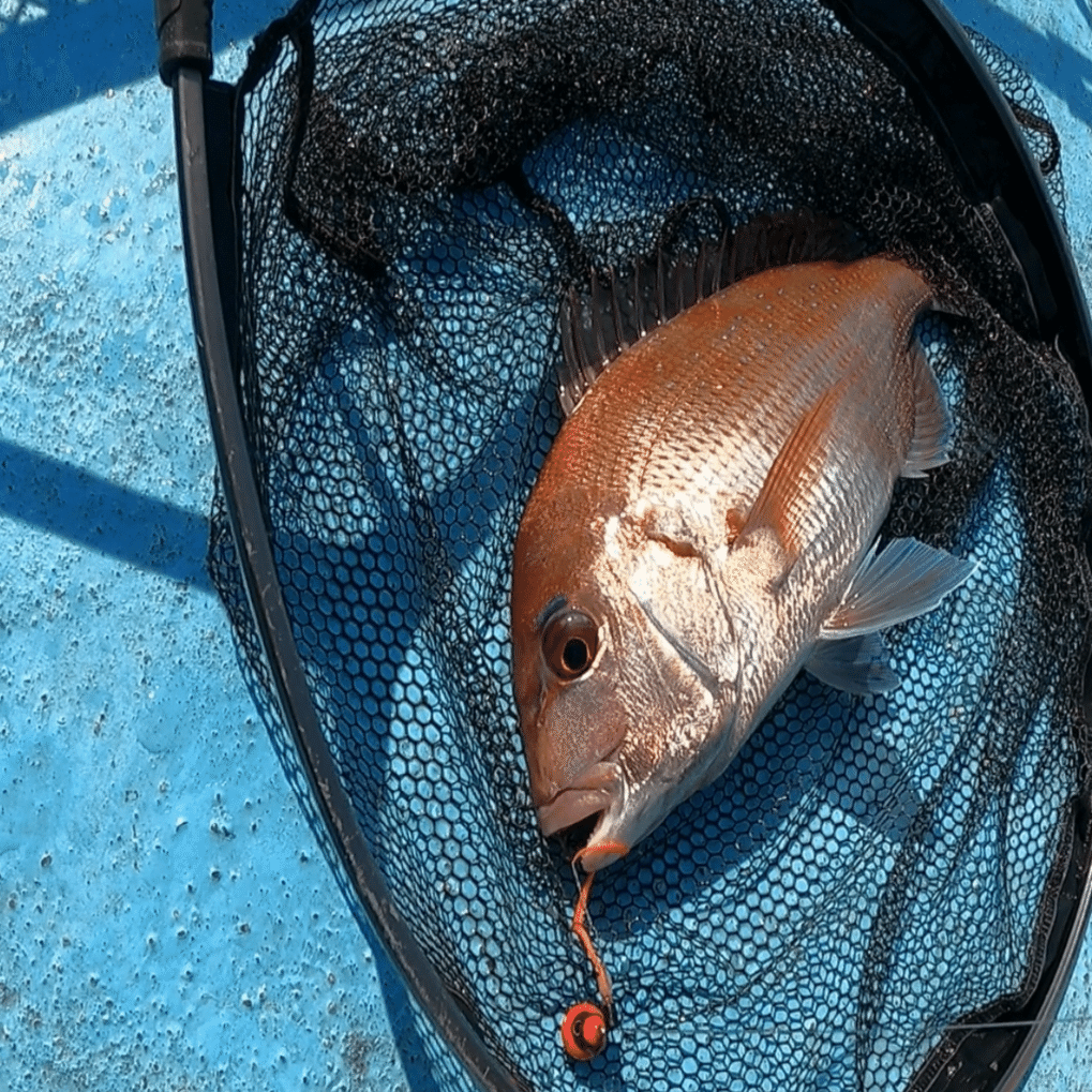 初心者船長の挑戦】伊勢湾レンタルボートで真鯛ラッシュ！神島タイラバ