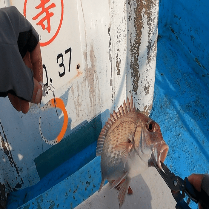 初心者船長の挑戦】伊勢湾レンタルボートで真鯛ラッシュ！神島タイラバ