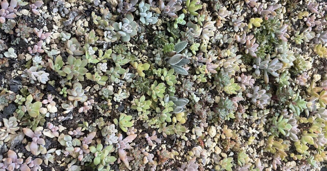 多肉植物の土選びで、あなたも園芸上級者に！土の特性とおすすめの配合