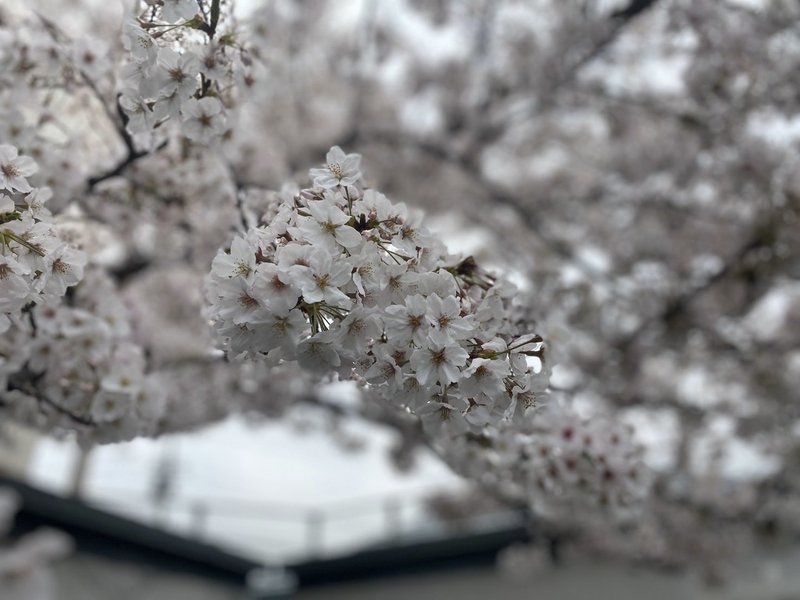 外で花見ができないなら Noteでお花見すればいいじゃない Noteエアお花見 ルミ Note