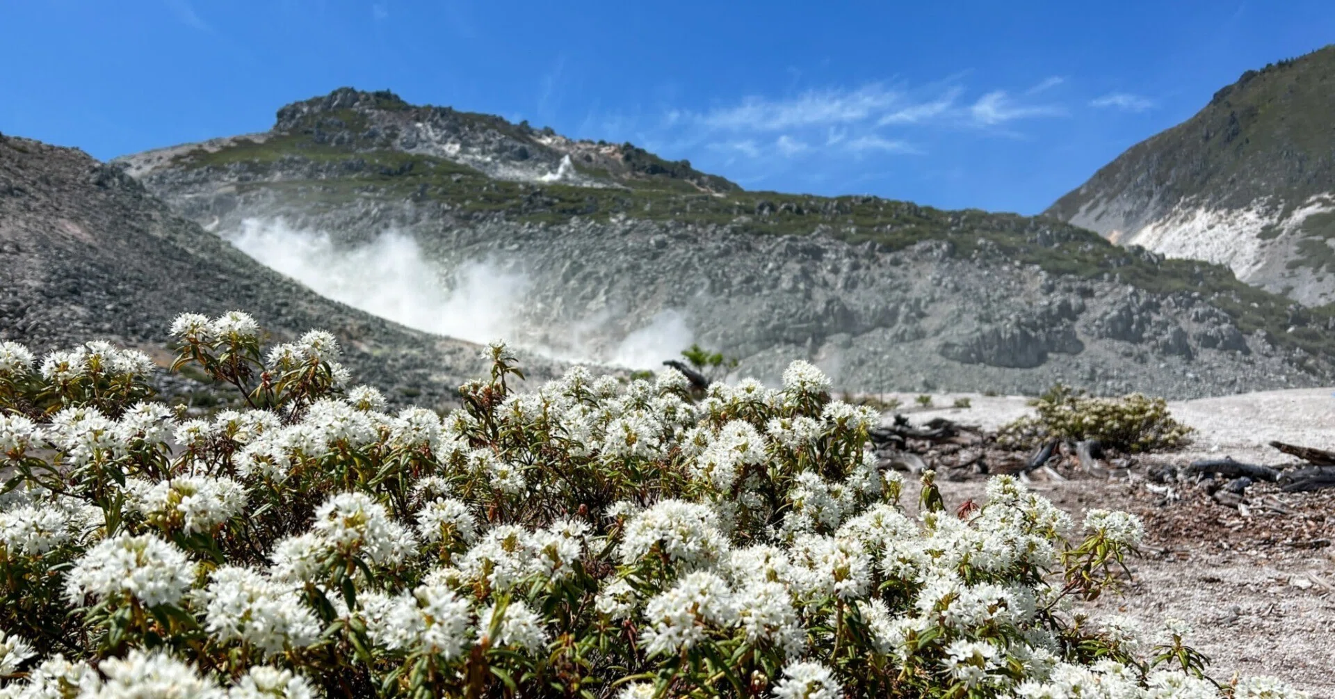 白色花状化石 石灰岩 北海道・弟子屈町｜火山を白く染める花 ― 硫黄山のエゾイソツツジ