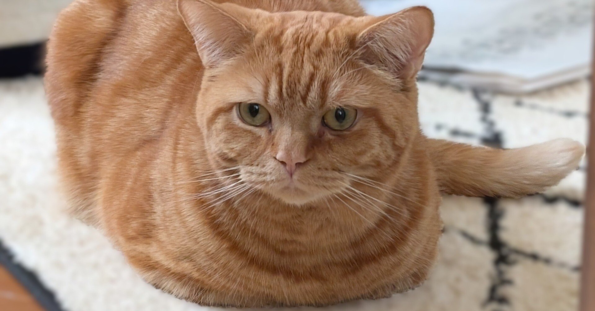 🐾猫好きさん必見！英語で話す“猫トーク”フレーズ集🐱｜ひさえ｜40代50代の英会話初心者コーチ