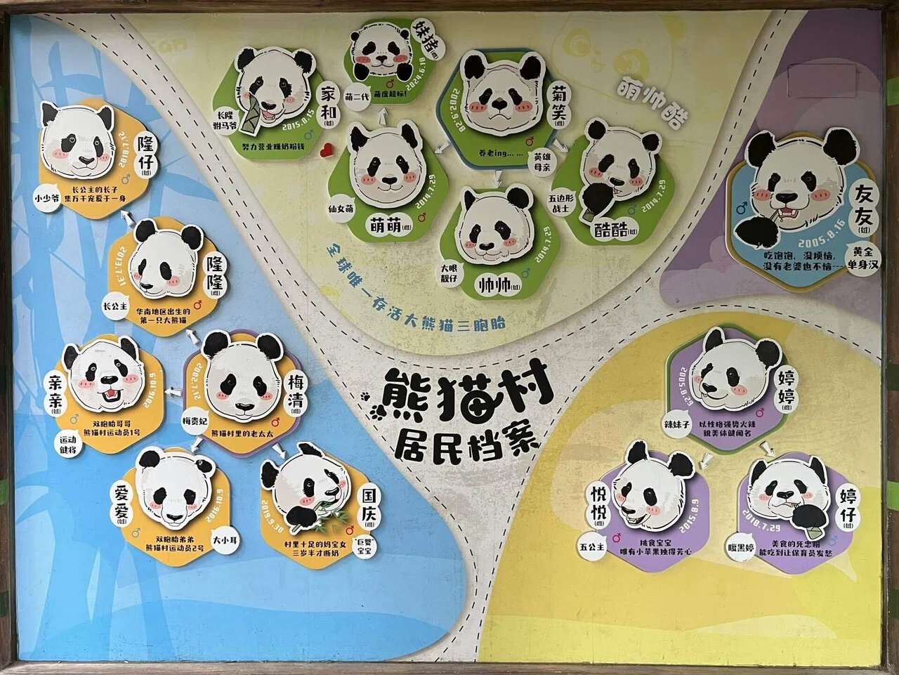 長隆野生動物世界)3つのパンダファミリーと伝説のおじさん友友｜ニシ
