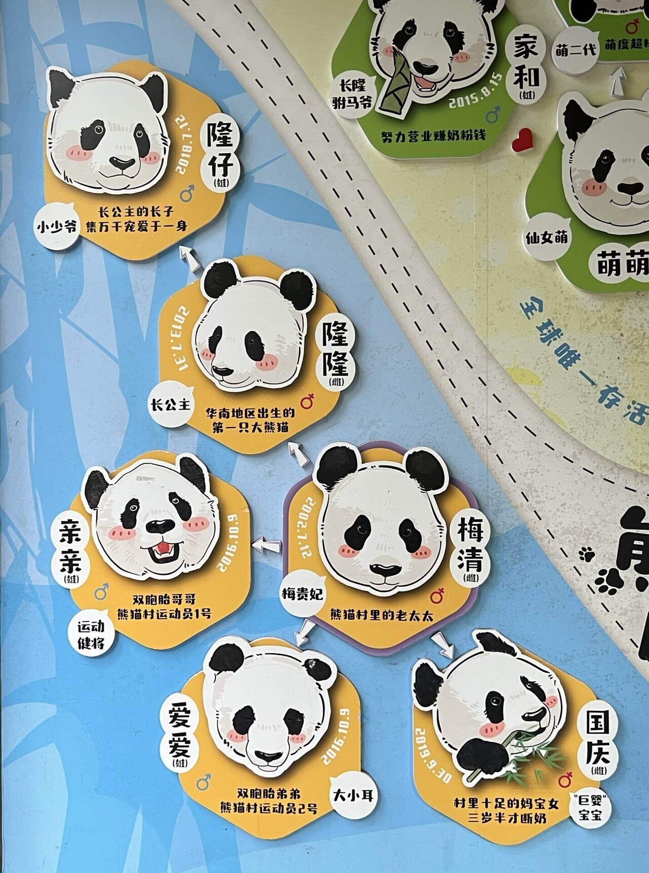 長隆野生動物世界)3つのパンダファミリーと伝説のおじさん友友｜ニシ