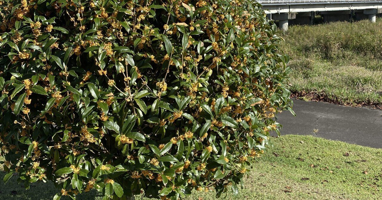 百人一首】朝ぼらけ(三十一・坂上是則)｜羽田さえ