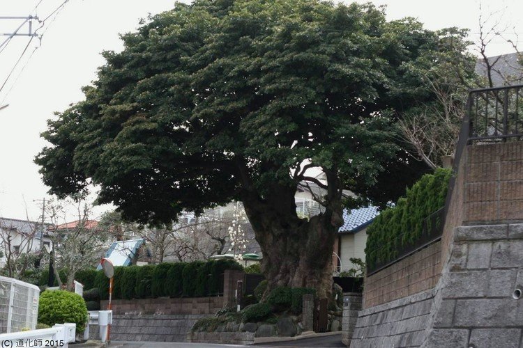 常緑高木 の新着タグ記事一覧 Note つくる つながる とどける 常緑高木 の新着タグ記事一覧 Note つくる つながる とどける