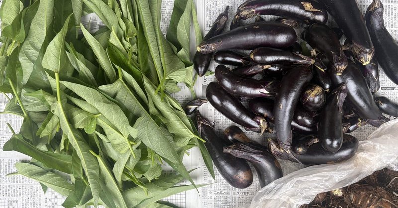 秋作も佳境 ナスの撤収と葉物の種まき
