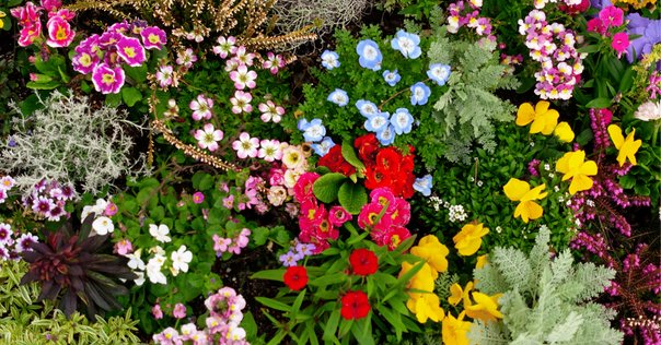 植物への新しいまなざし ゲーテ=シュタイナー的植物観察術 植物への新しいまなざし ゲーテ=シュタイナー的植物観察術