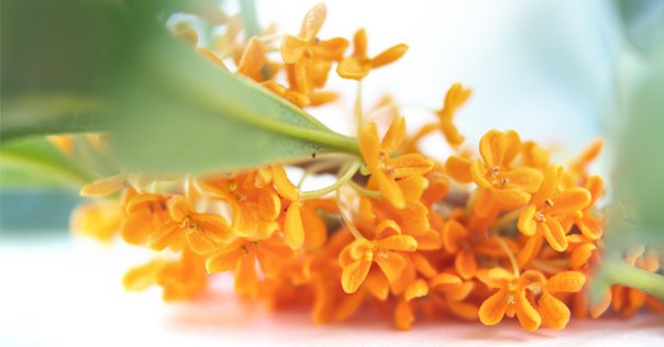 【ガチ盆栽】オガタマの木　バナナ匂い　激古 ガチ盆栽】オガタマの木 バナナ匂い 激古