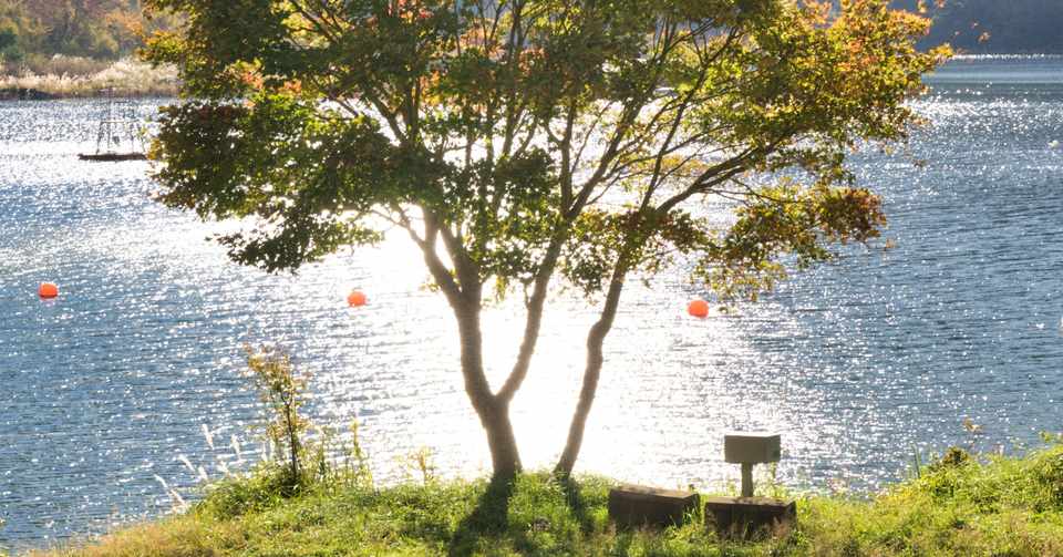 防御特化と異世界転生モノ サーバル Note