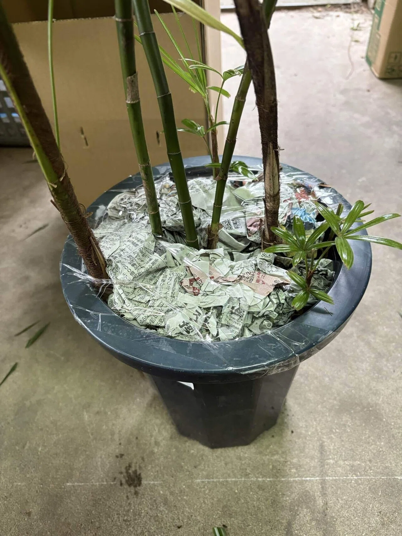 しょ〜ゆ★　同時梱包割引　鉢ごと クレームゼロ！！大きい観葉植物の梱包方法📦｜九州モダン児(竹を使っ