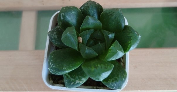 グランマルニエ　ホワイトフォリッジ 楽天市場】PLANCHU 観葉植物 ディッキア グランマルニエホワイトフォ