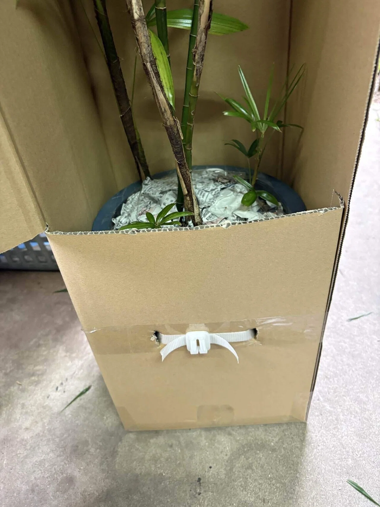 しょ〜ゆ☆ 同時梱包割引 鉢ごと フラワー発送 BOX（鉢押えセット・694