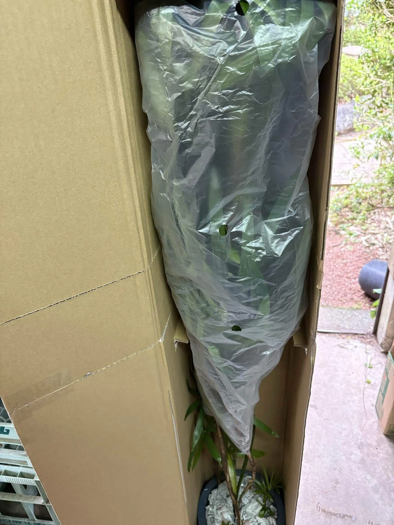 クレームゼロ！！大きい観葉植物の梱包方法📦｜九州モダン児(竹を使っ