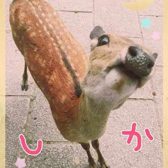ぐりこ
