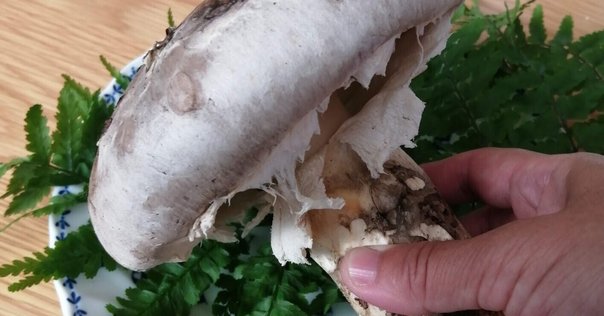 森ぶら♪ きのこスイッチ｜森ぶら♪ Blah-Blah-A!Blah Club