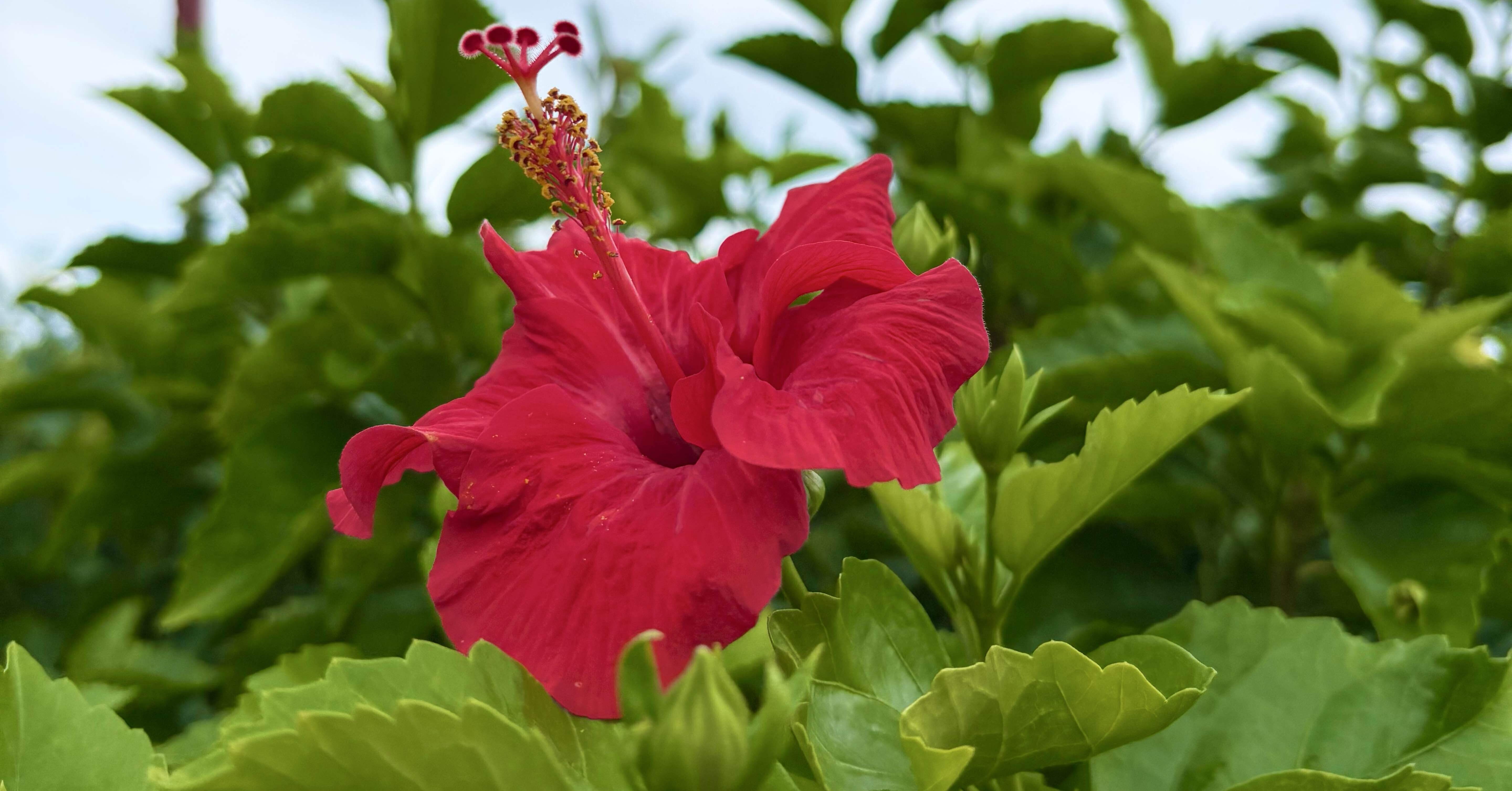 七海の葉王様　発送用 配送について - ハレクタニ