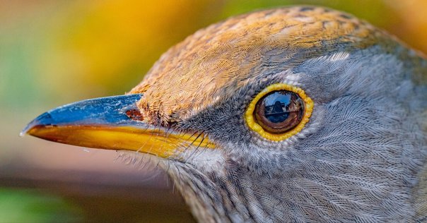 【H-40】天然　鳥　羽・羽根25枚★消毒済★ H-40】天然 鳥 羽・羽根25枚☆消毒済☆ 世界の美しき鳥