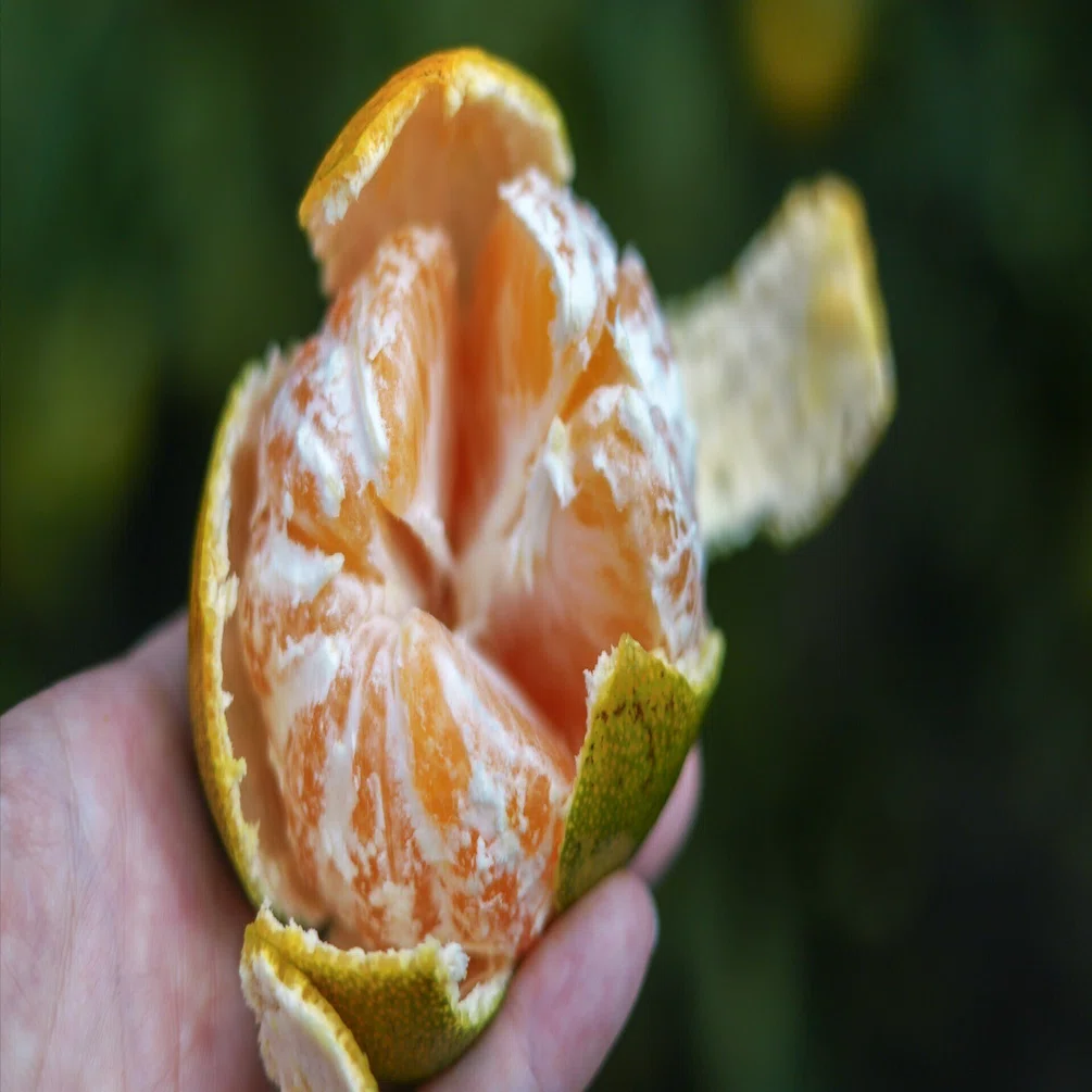 ゆら早生みかん🍊収穫スタート｜海士町 丹後農園の崎みかん（崎みかん