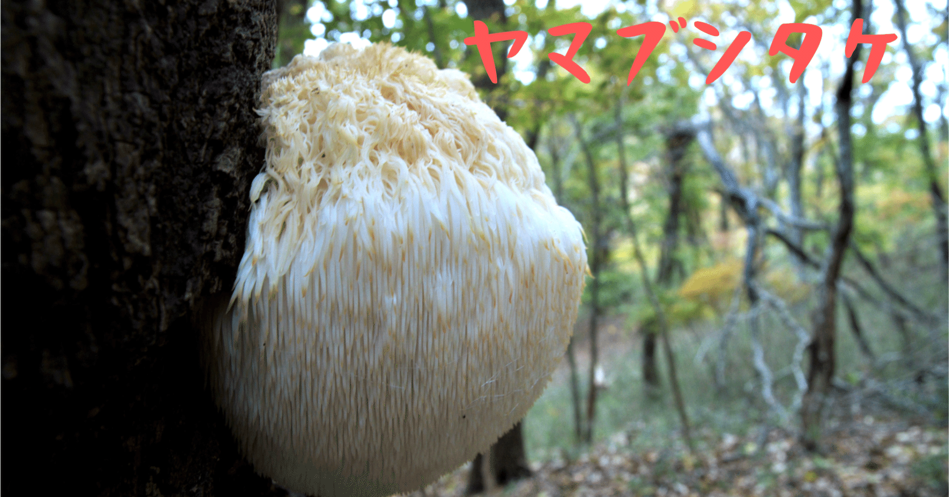 ヤマブシタケはスーパーフードらしい｜ゆたし