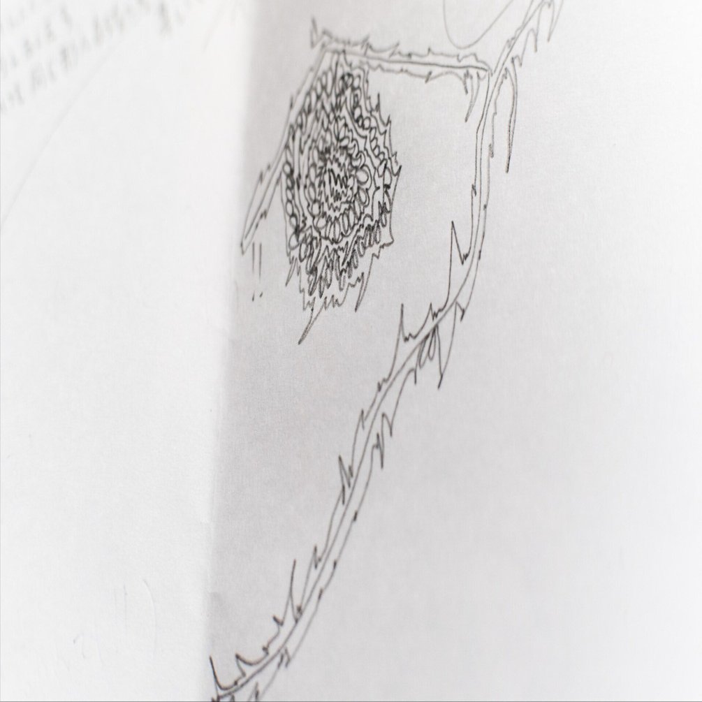 鉛筆が楽しい｜サーシュ