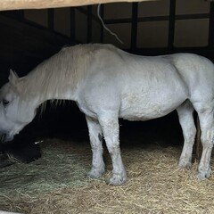 ≒JOYがあまりにも素敵なので分析してみた｜もつにこみ