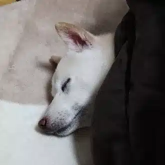 moo