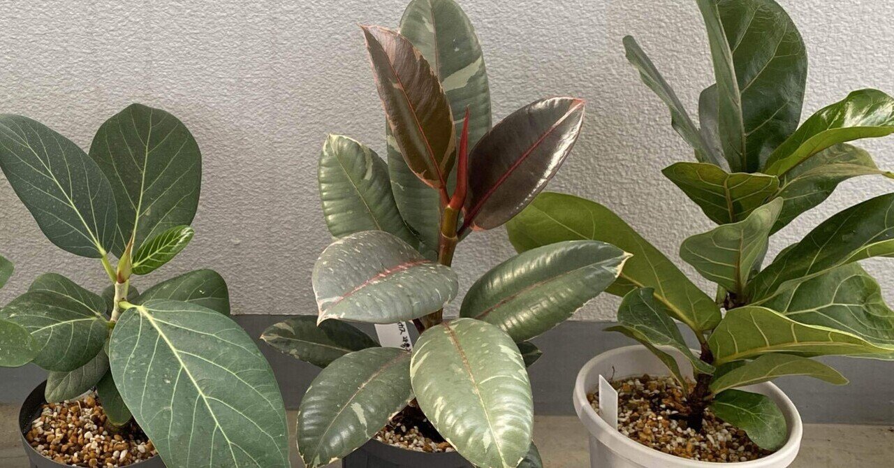 フィカス　アーリーゴット　5号鉢植え　屋外育成 フィカス アーリーゴット 5号鉢植え 屋外育成 支柱付き