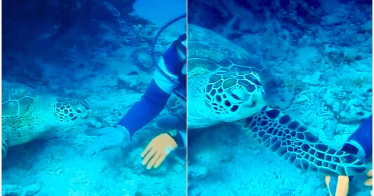 ウミガメ🐢HONU海の守り神と言われる「幸運」のおすそわけ…｜canary