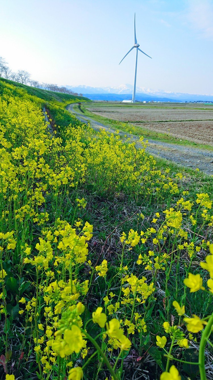 春の景色 の新着タグ記事一覧 Note つくる つながる とどける