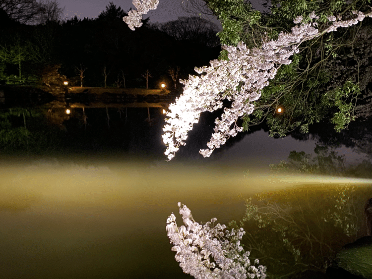 奈良・浮御堂の夜桜
湖面に浮かびます

今年は寂しいたった一人の花見です

