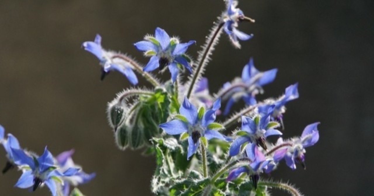 週末投稿 つれづれ有用植物 26 ムラサキ科 ルリジサ属 ボリジ Pingubanana Note