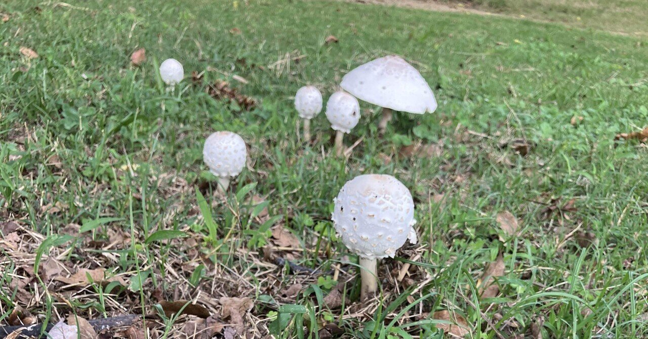 きのこどこのこ🍄‍🟫｜てんたん