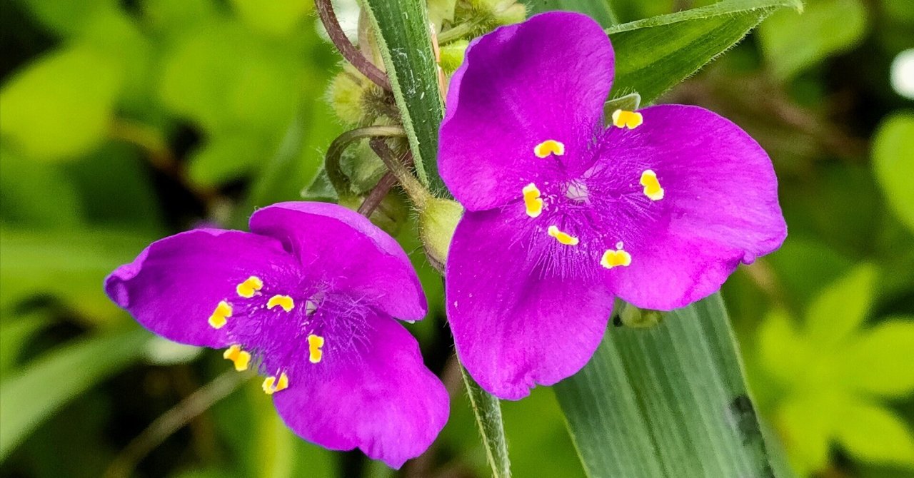 ツユクサ ツユクサ属 - Wikipedia