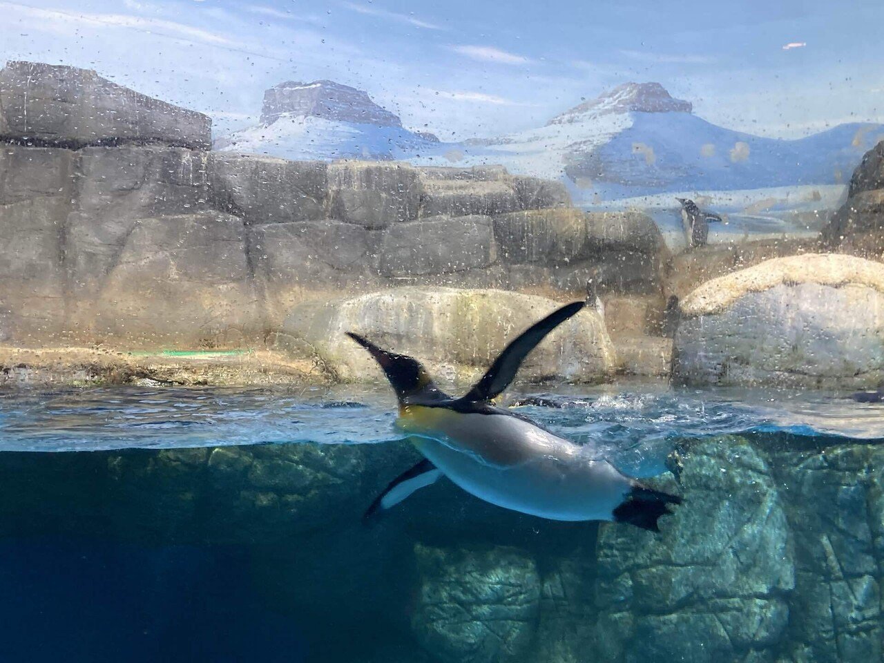 ペンギンに癒され、エネルギーチャージした休日｜おっくん