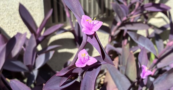 X・Y・O型の花粉ツユクサ｜くますけ｜自然ガイド・クリエイター