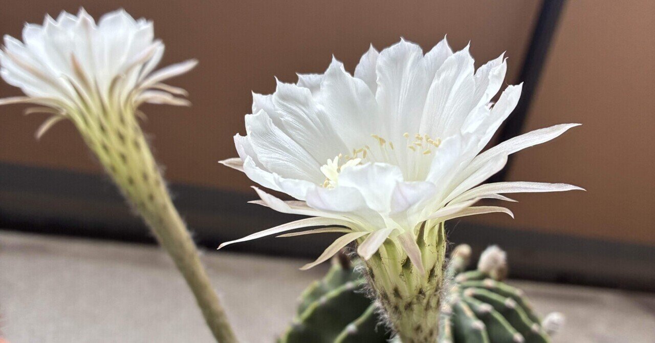 サボテンの花が咲きました｜高山和 たかやまあい