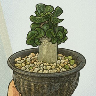 実生亀甲竜(2022年/12月播種)｜半人前育成者