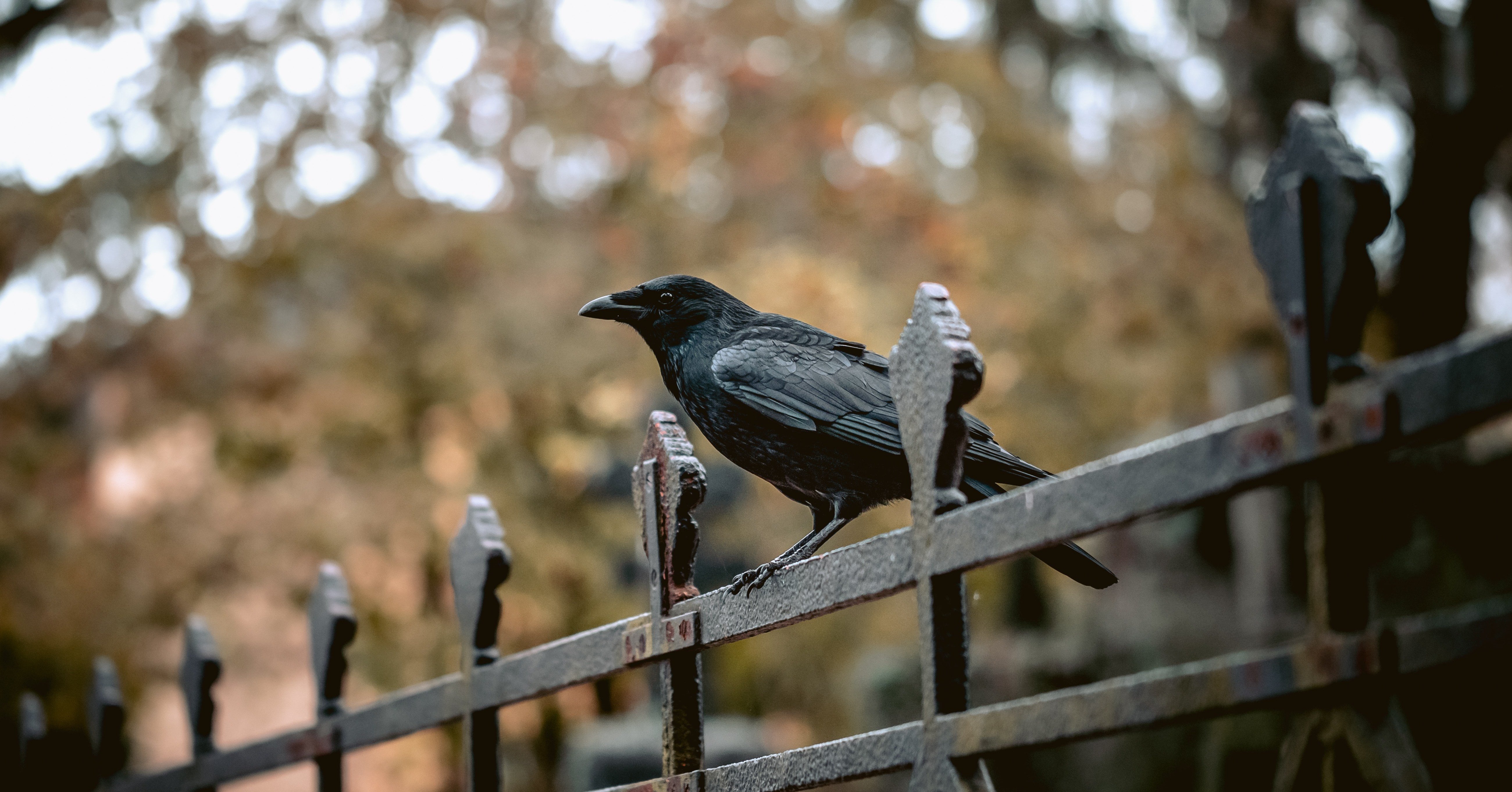 カラスに学ぶ この先のaiの進化 木村大介 アジラceo 行動認識aiで世界一へ Note