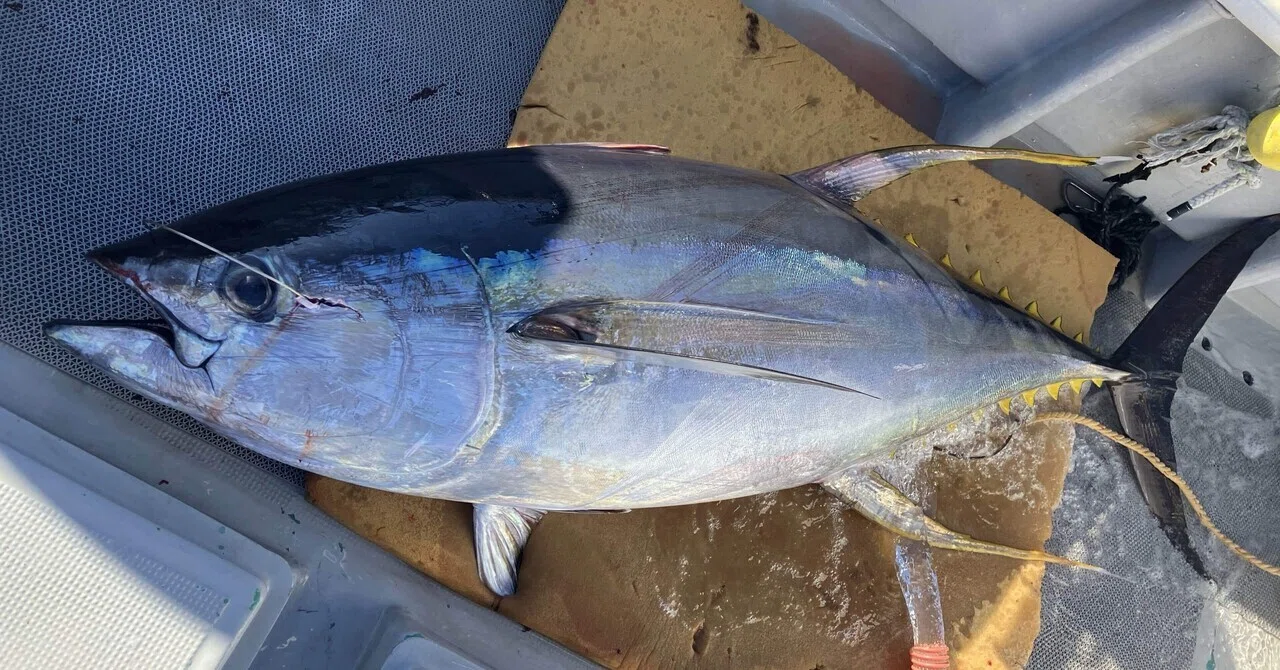 2025/10/6キハダマグロ完全フカセ｜はるまる