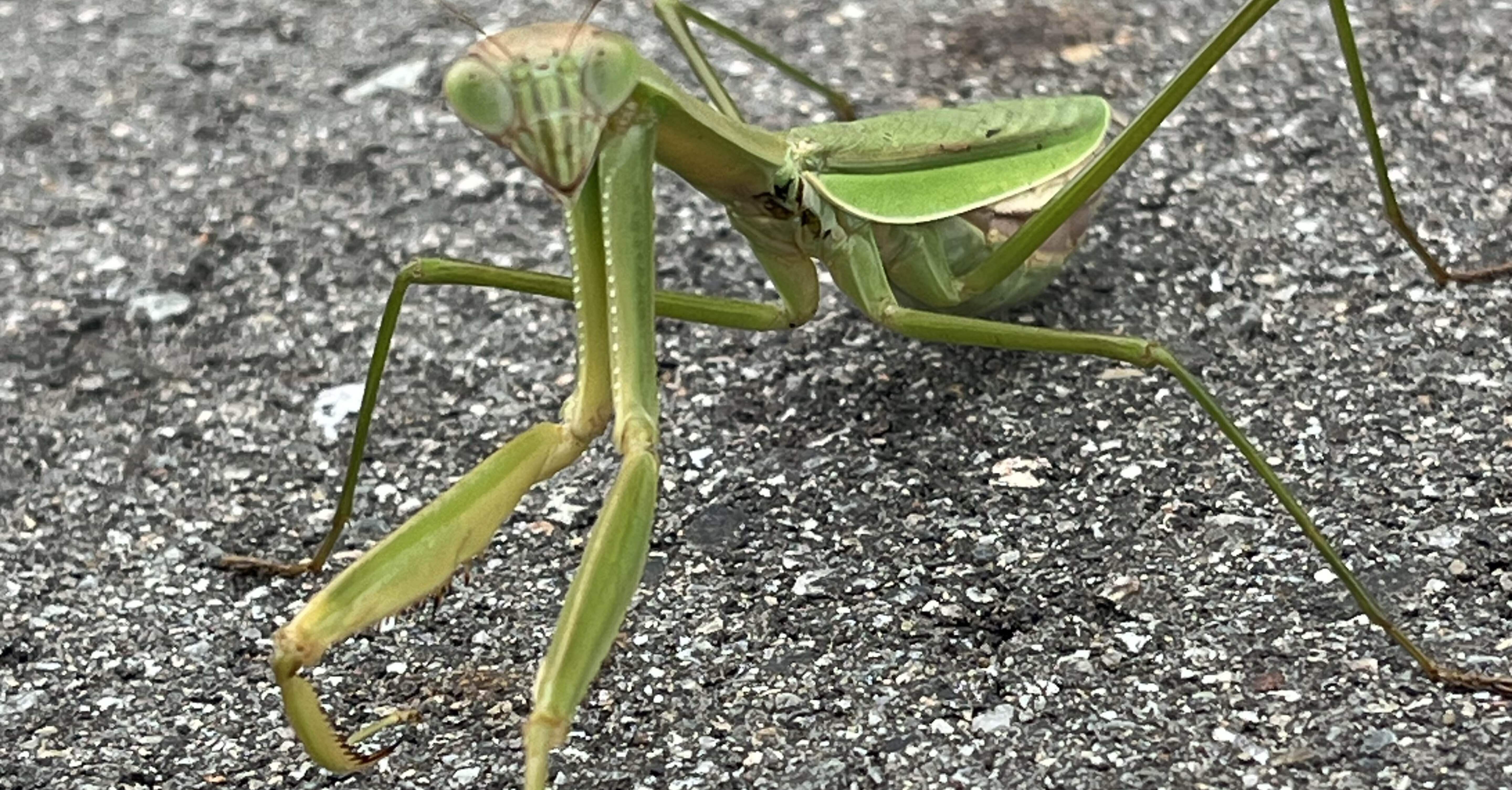 目貫カマキリ 315jcMIRcvL.jpg_BO30,255,255,