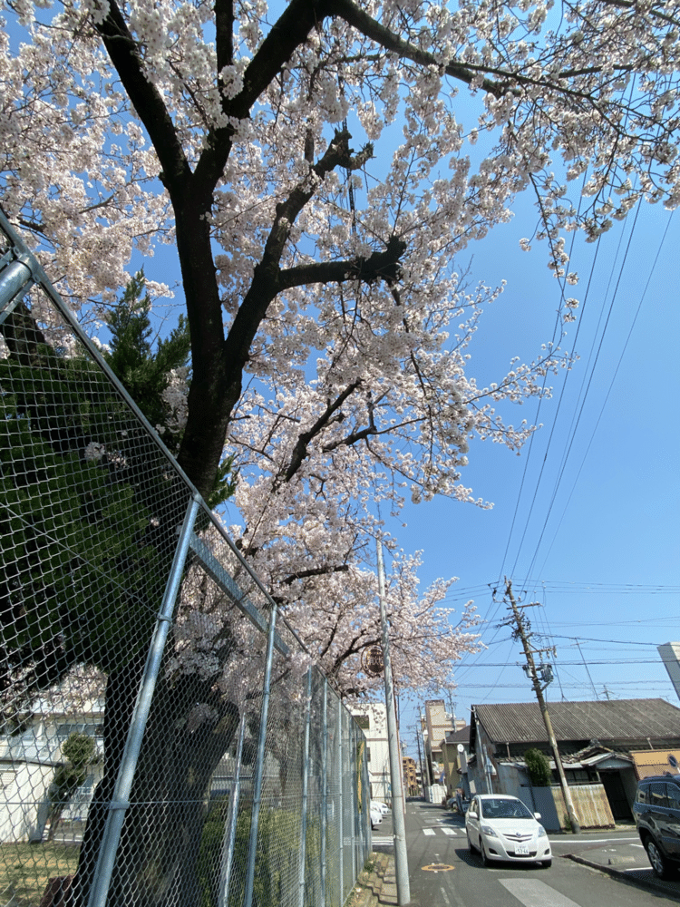 近所の公園の桜がいい感じで咲いてました。
困りごとばかりの世の中だから、少しだけ気分が晴れました。